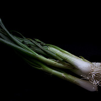 Buy canvas prints of Spring onion by Heather Athey