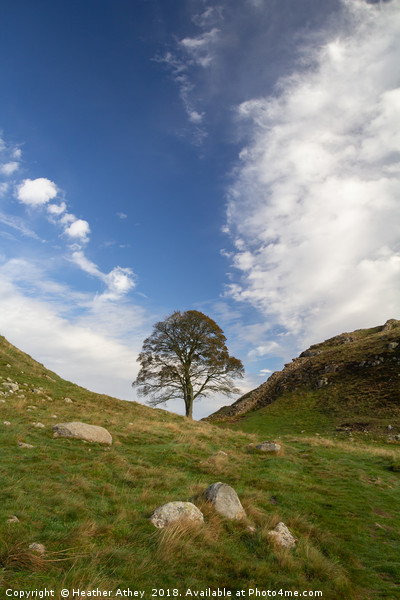 Sycamore Gap, Hadrian's Wall Framed Mounted Print by Heather Athey