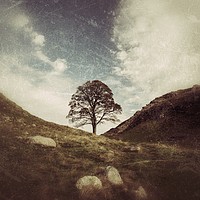 Buy canvas prints of Sycamore Gap by Heather Athey