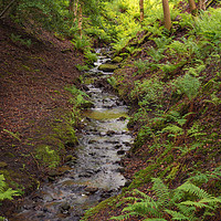 Buy canvas prints of Woodland Stream by Heather Athey