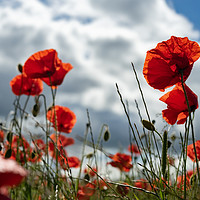 Buy canvas prints of Poppies by Heather Athey