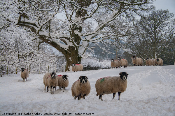 Swaledale Sheep in Snow Picture Board by Heather Athey