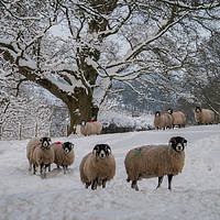 Buy canvas prints of Swaledale Sheep in Snow by Heather Athey