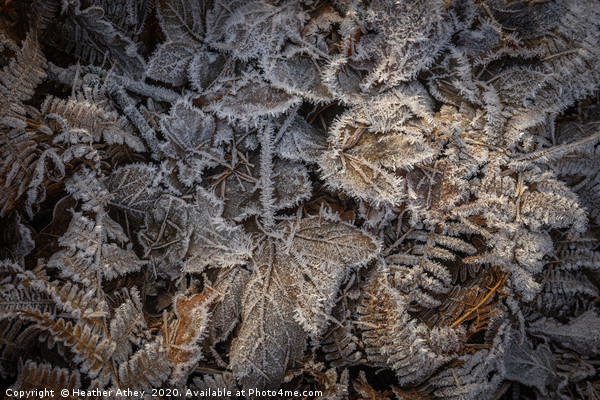 Frosted leaves in winter Picture Board by Heather Athey