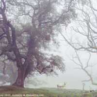 Buy canvas prints of Sheep in foggy landscape by Heather Athey