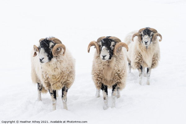 Swaledale Rams in Snow Picture Board by Heather Athey