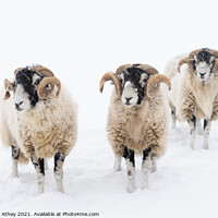 Buy canvas prints of Swaledale Rams in Snow by Heather Athey