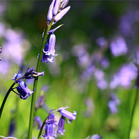 Buy canvas prints of Bluebells Lickey End by Oliver Walton
