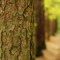 Buy canvas prints of Line of Trees by Oliver Walton