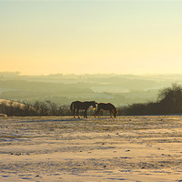Buy canvas prints of Cotswold Snowy Sunset by Oliver Walton
