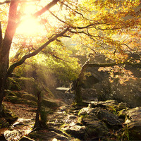 Buy canvas prints of Morning Sun in Betws-Y-Coed by Phil Tinkler