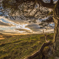 Buy canvas prints of Tree with a view. by Phil Tinkler