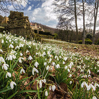 Buy canvas prints of Snowdrops by Phil Tinkler
