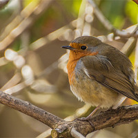 Buy canvas prints of Spring Robin by Phil Tinkler