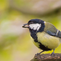 Buy canvas prints of Great Tit by Phil Tinkler