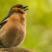 Buy canvas prints of Chaffinch Calling by Phil Tinkler