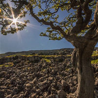 Buy canvas prints of Tree at Twistleton Scars by Phil Tinkler