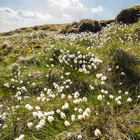 Buy canvas prints of Moorland Cotton-grass by Phil Tinkler