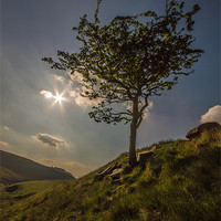 Buy canvas prints of Moorland Tree by Phil Tinkler