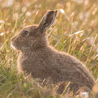 Buy canvas prints of Mountain Hare by Phil Tinkler