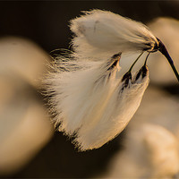 Buy canvas prints of Cotton Grass in the Evening Sun by Phil Tinkler