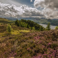 Buy canvas prints of Heather Blooms in the Lake District by Phil Tinkler