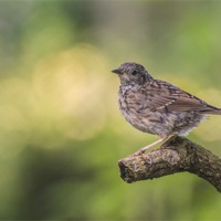 Buy canvas prints of Young Dunnock by Phil Tinkler