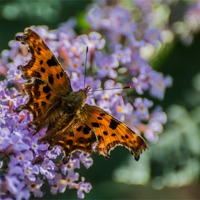 Buy canvas prints of Comma Butterfly by Phil Tinkler