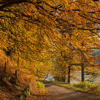 Buy canvas prints of Autumn in the Derwent Valley by Phil Tinkler