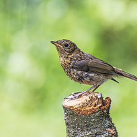 Buy canvas prints of Juvenile Robin Perched on Tree Stump by Phil Tinkler