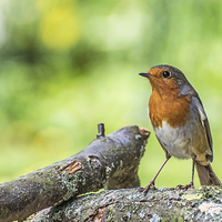 Buy canvas prints of  Robin Standing on a Fallen Branch with Green Back by Phil Tinkler