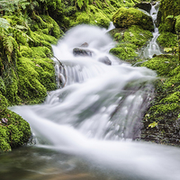 Buy canvas prints of  Skill Beck in Dodd Wood Cumbria  by Phil Tinkler