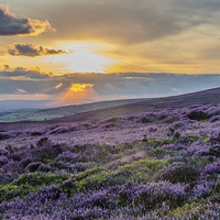Buy canvas prints of Purple Heather Sunset looking across to Manchester by Phil Tinkler