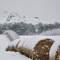 Buy canvas prints of Hay amongst the snow by andrew pearson