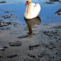 Buy canvas prints of Swan amongst black ice by andrew pearson