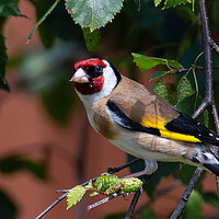 Buy canvas prints of Goldfinch in a tree by Graeme B