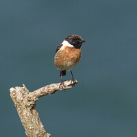 Buy canvas prints of Male Stonechat perched by Graeme B