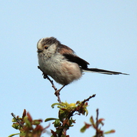 Buy canvas prints of Long Tailed Tit 4 by Graeme B