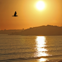 Buy canvas prints of Flying into Sunset  by Graeme B