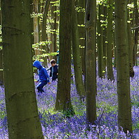 Buy canvas prints of Playing in Bluebell Woods by Graeme B