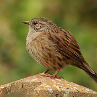 Buy canvas prints of Dunnock on a post by Graeme B