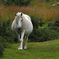 Buy canvas prints of Dartmoor Pony  by Graeme B