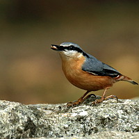 Buy canvas prints of Nuthatch 2 by Graeme B
