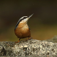 Buy canvas prints of Nuthatch 3 by Graeme B