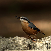 Buy canvas prints of Nuthatch 4 by Graeme B