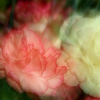 Buy canvas prints of Carnations by Graeme B