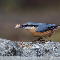 Buy canvas prints of Nuthatch 6 by Graeme B