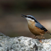 Buy canvas prints of Nuthatch 7 by Graeme B