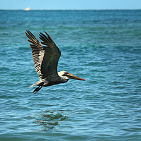 Buy canvas prints of Pelican Fly Past by Graeme B