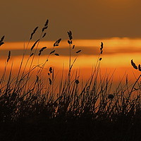 Buy canvas prints of Grass Sunset by Graeme B